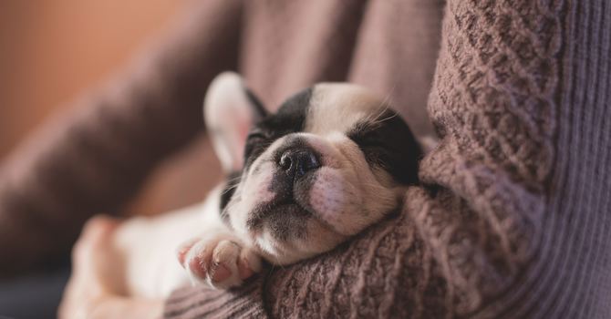 Nap Time Adventures image