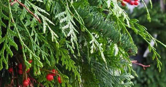 Christmas Greens image