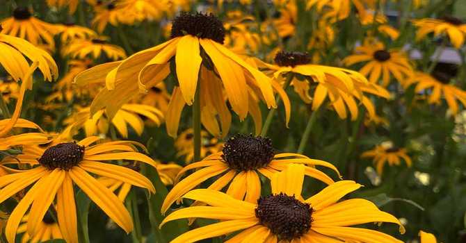 Late Summer Garden To Do List image