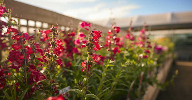 Natural Pest and Disease Management for Healthy Indoor and Outdoor Plants image