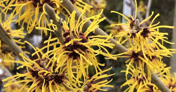 Winter Garden Chores (but they're fun, really!)