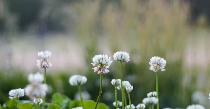 The Power of Clover  image