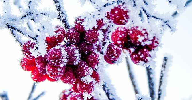 A Garden That Doesn’t Hibernate!  image
