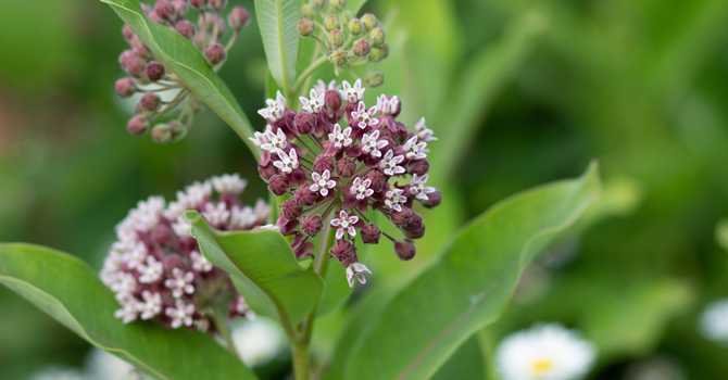 Wetland-Friendly Plants for Muskoka Gardens