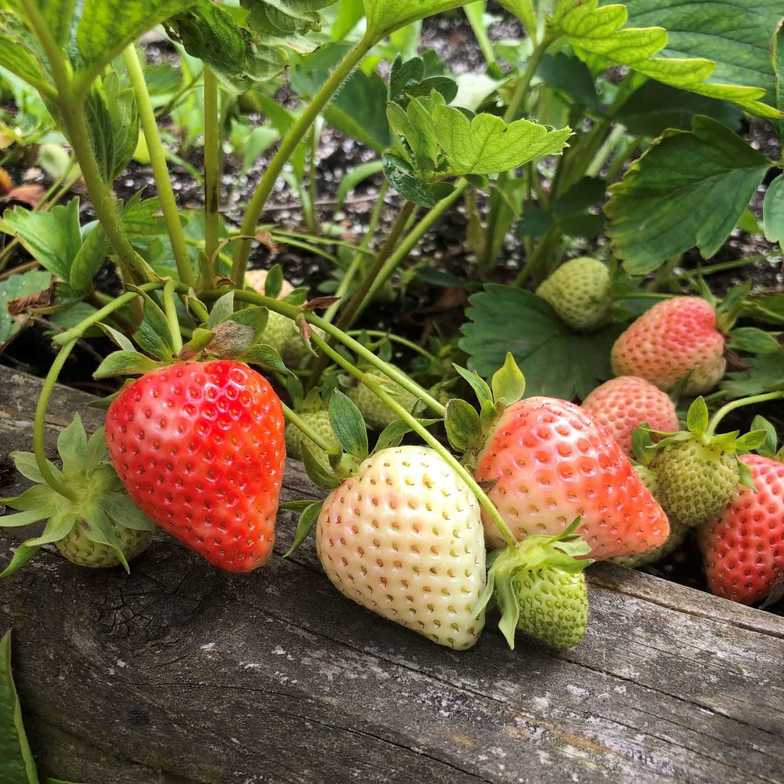 container gardening, pots, small space gardens, small gardens, fruit, berry
