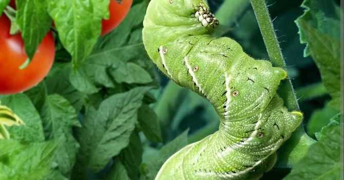 Little Hands, Big Benefits