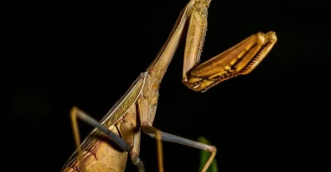 UNLEASH NATURES SILENT GUARDIANS