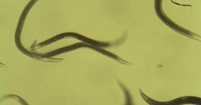 BENEFICIAL NEMATODES image
