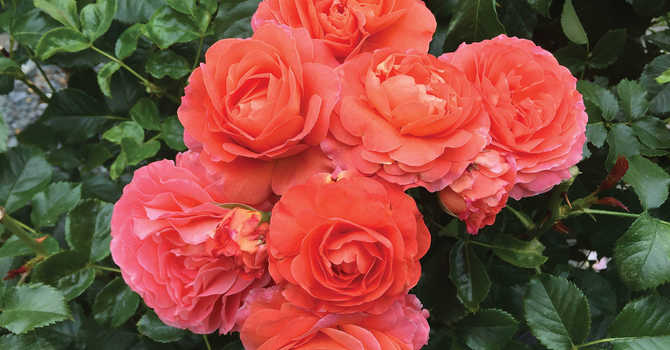 A Blooming Guide to Roses image