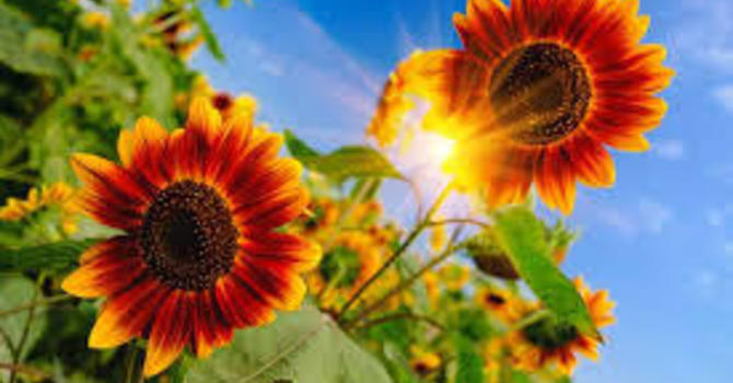 Full Sun Plants